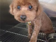 -佳雯宠物医院·皮肤科·内外科(春晓路分院)