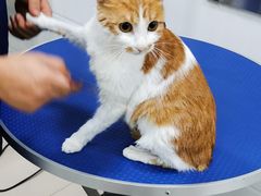 -佳雯宠物医院(金华南路分院)