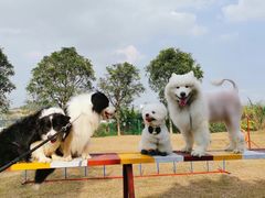 -良成狗狗乐园