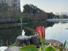 -荔枝公园(福田区)