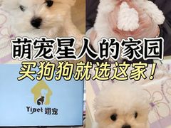 -翊宠yipet猫狗购宠庄园犬舍•猫舍