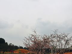 -秀丽东方