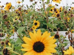 -深圳国际园林花卉博览园