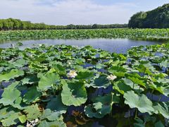 -荷塘月色湿地公园·向阳花洲