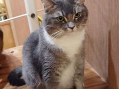 -MOCHA明星猫咖(田子坊店)