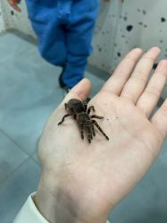 -Moni星球萌宠·小马宝莉·灵蛇·高端高阶全萌宠互动体验俱乐部(红豆国际广场店)