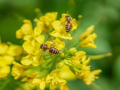 -西湖风景区-江洋畈生态公园