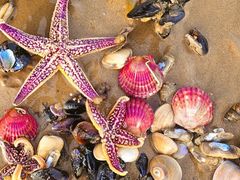 -日照灯塔风景区