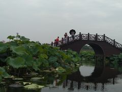 -荷塘月色湿地公园·向阳花洲