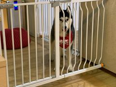 -Husky Go! 哈士奇体验馆·宠物咖啡厅狗咖