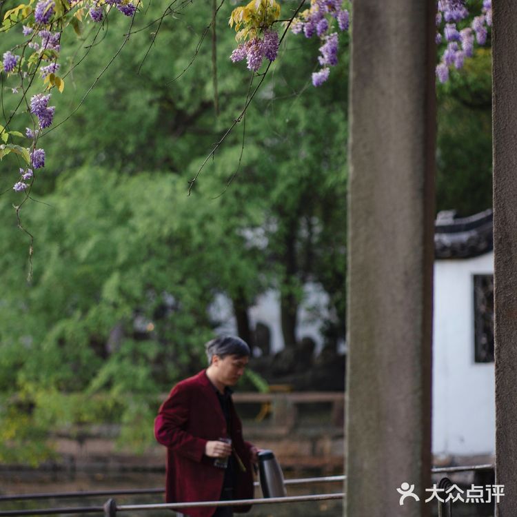 苏州最安静的紫藤花赏花点！