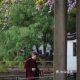 苏州最安静的紫藤花赏花点！