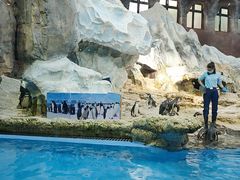 -帝企鹅自助餐厅•儿童岛•真企鹅(长隆企鹅酒店)