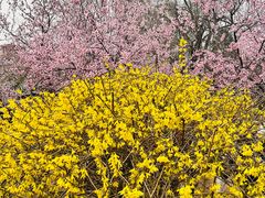 -桃花堤公园