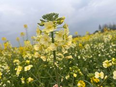 -中国天府农业博览园