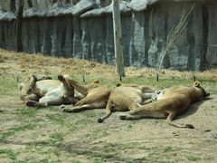 -北京野生动物园