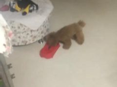 -波姐宠物家庭寄养