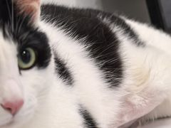 -艾贝尔宠物医院·24H转诊中心·肿瘤猫专科(江宁双龙店)