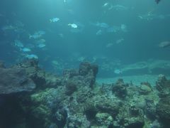 -海棠湾洲际-涛·海底餐厅·美人鱼·自助餐·海底隧道