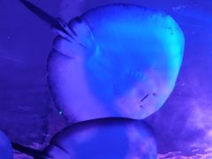 -哈尔滨波塞冬海底世界
