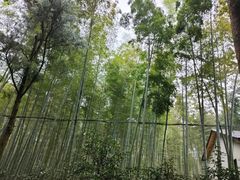 -大奇山国家森林公园