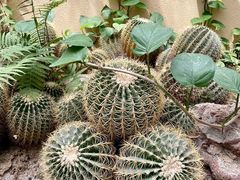 -正佳雨林生态植物园
