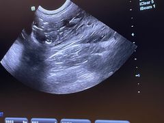 -瑞派福兴宠物医院犬猫全科·骨科·中西医结合(河东店)