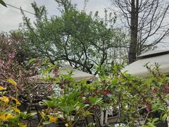 -桃源山庄·水蜜桃采摘·柴火鸡·烧烤团建(龙泉山店)