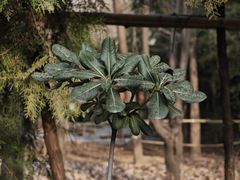 -西安大兴善寺