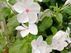 -双季花艺园艺市场(浦东店)