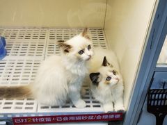 -lincat·猫舍(广州店)