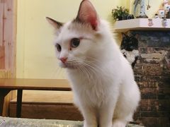 -猫色咖啡·猫咖