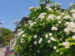 -天津五大道文化旅游区