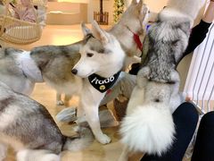 -Husky Go! 哈士奇体验馆·宠物咖啡厅狗咖