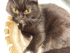 -共舞时光猫咖·狗咖(新街口店)