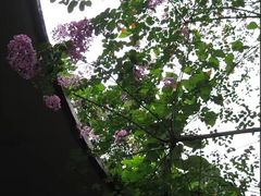 -广西壮族自治区药用植物园