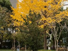 -陆家嘴中心绿地