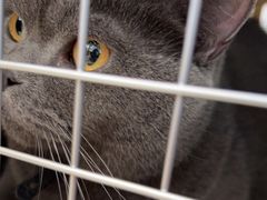 -瑞派长江宠物医院·猫科·外科·24小时夜护(谊城公寓分院)