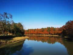 -上海海湾国家森林公园