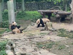 -都江堰中华大熊猫苑
