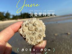 -贝壳沙滩