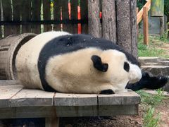 -大连森林动物园