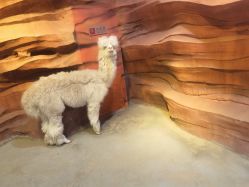 -酷嗒动物文化乐园(cutezoo西溪乐天城店)