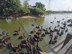 -广州长隆飞鸟乐园