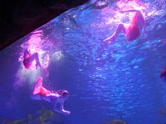 -芜湖新华联大白鲸海洋公园