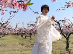 -樂桃源奉贤黄桃种植采摘基地