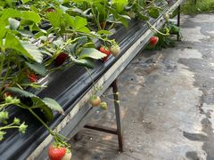 -甜心庄园·甜心草莓采摘园(西青中北店)