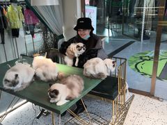 -喵喵咪呀布偶猫咖(春熙路店)