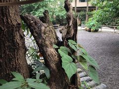 -乐领拈花溪·林涧食韵