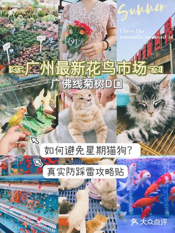 广州最新花鸟鱼虫市场丨逛买防踩雷攻略